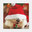 Recherche de bichon magnets Animaux familiers