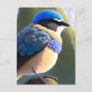 Recherche de oiseau bleu montagne cartes postales Pour tous