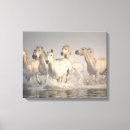 Recherche de cheval de camargue posters Sheila haddad