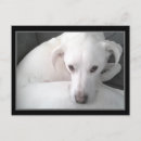Recherche de chien triste cartes postales Vous avez manqué