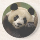 Recherche de panda géant dessous de verres Bambou