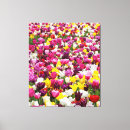 Recherche de champ de tulipe Fleurs