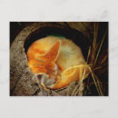 Recherche de fennec cartes postales Animaux
