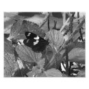 Recherche de papillon noir et blanc posters Photographie