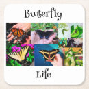 Recherche de vie photographie bar Nature