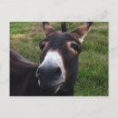 Recherche de mules cartes postales Vacances