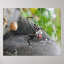 Recherche de araignée de veuve noire posters Pour tous