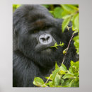 Recherche de singe femelle posters Espèce