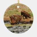 Recherche de défenses photographie Safari