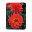 Recherche de dahlia rouge magnets Fleur