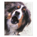 Recherche de colley posters Dog