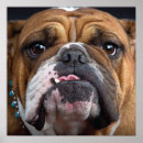 Recherche de anglais bouledogue art Amoureux des chiens