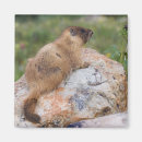 Recherche de fleurs de montagne magnets Prairie