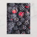 Recherche de fruit juteux cartes postales Mûre