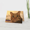 Recherche de chat minou vœux cartes Chaton