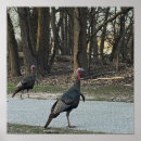 Recherche de papier dinde photographie Faune
