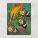 Recherche de papillons tropicaux cartes postales Gros plan