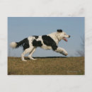 Recherche de exécution cartes postales Bob et pam langrish