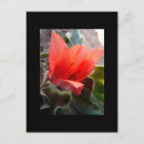 Recherche de cactus de noël cartes postales Drôle