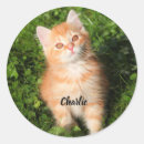 Recherche de compagnon autocollants Animal