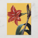 Recherche de amaryllis cartes postales Illustration de fleur