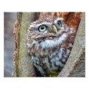 Recherche de hiboux photographie Nature