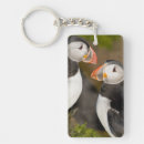 Recherche de puffin porteclés Faune