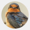 Recherche de hirondelle de grange autocollants Oiseau