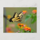 Recherche de papillon tigre cartes postales Insecte