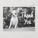 Recherche de chiwawa cartes postales Chewawa