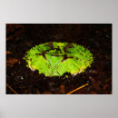 Recherche de suriname posters Grenouille