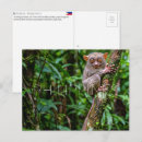 Recherche de tarsier cartes postales Bohol