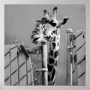 Recherche de girafe adorable posters Animal
