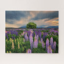 Recherche de new zealand Tekapo