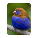 Recherche de afrique magnets Bleu