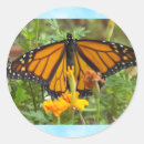Recherche de monarque autocollants Nature