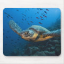Recherche de tortue verte tapis souris Côtier