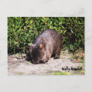 Recherche de wombat cartes postales Australie
