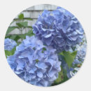 Recherche de morue autocollants Cabillaud