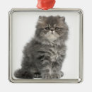 Recherche de chaton ornements Félin