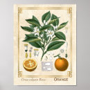 Recherche de fruit vintage posters Illustration