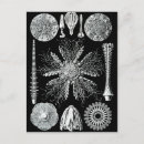 Recherche de haeckel cartes postales 1904