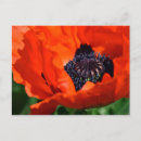 Recherche de macro photo cartes postales Belle