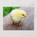 Recherche de poussette cartes postales Animaux