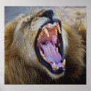 Recherche de african lion posters Afrique