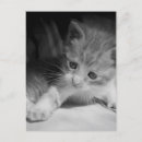 Recherche de de chaton photographie Mignon
