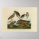 Recherche de illustration hibou posters Audubon
