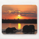 Recherche de le botswana tapis souris Faune