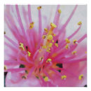 Recherche de pollen art De près