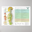 Recherche de colonne vertebrale art Chiropratique